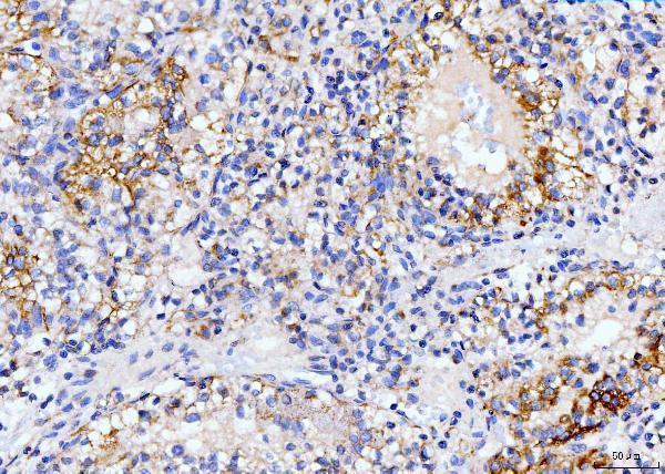 m04035 1 dhodh primary antibodies ihc testing 6