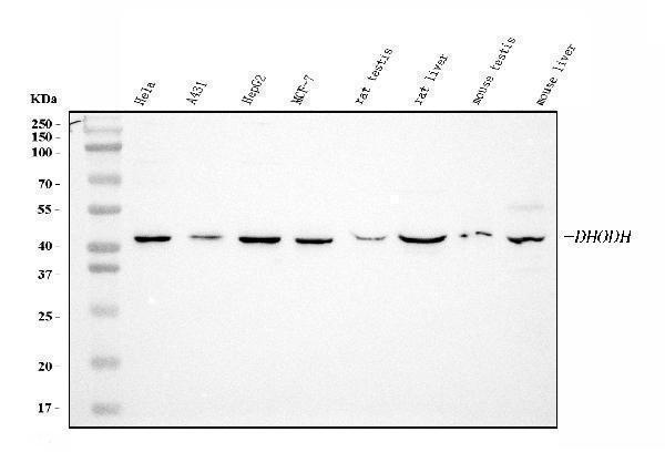  Western blot analysis of DHODH using anti-DHODH antibody (M04035-1)