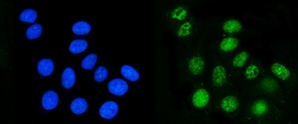 m04035 dhodh primary antibodies if testing 2