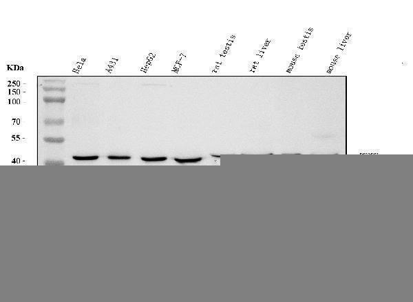  Western blot analysis of DHODH using anti-DHODH antibody (M04035)