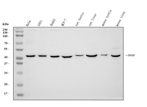 m04035 dhodh primary antibodies wb testing 1_1