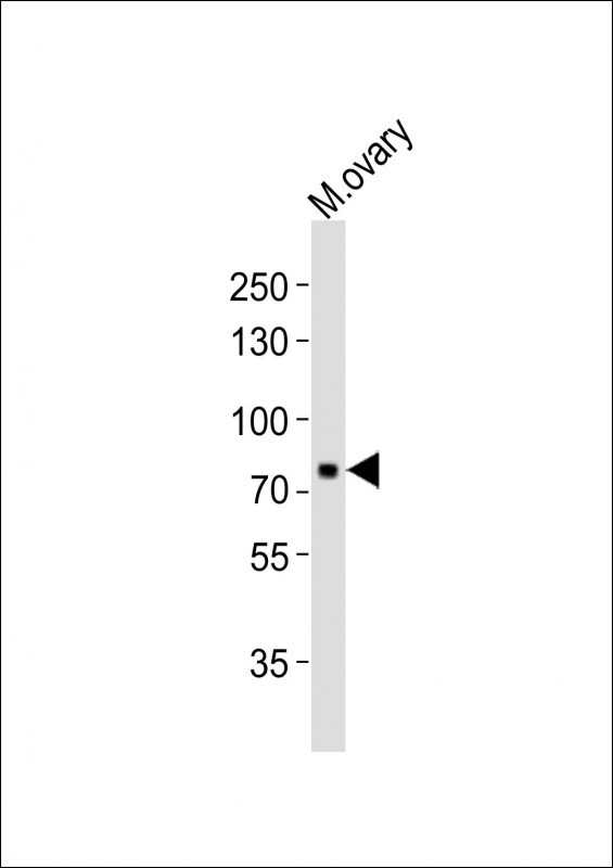 m04038 anti mouse melk antibody c term wb testing 1
