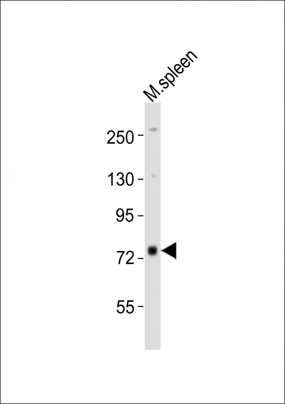 m04038 anti mouse melk antibody c term wb testing 2