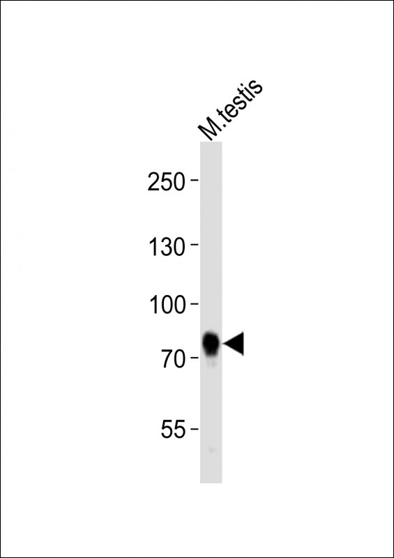 m04038 anti mouse melk antibody c term wb testing 3