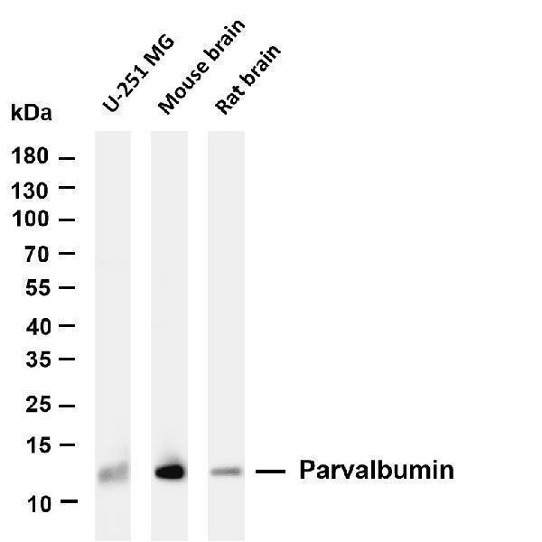 m04041 3 pvalb primary antibodies wb testing 1