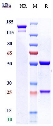 m04042 sds page