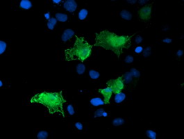 m04054 anti arh ldlrap1 mouse monoclonal antibody clone id oti7e11 if testing 5