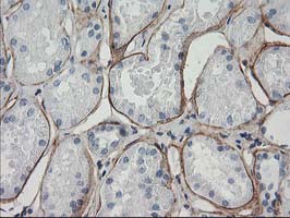 m04054 anti arh ldlrap1 mouse monoclonal antibody clone id oti7e11 ihc testing 2