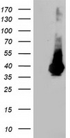 m04054 anti arh ldlrap1 mouse monoclonal antibody clone id oti7e11 wb testing 1