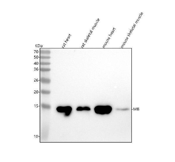 m04058 mb primary antibodies wb testing 1