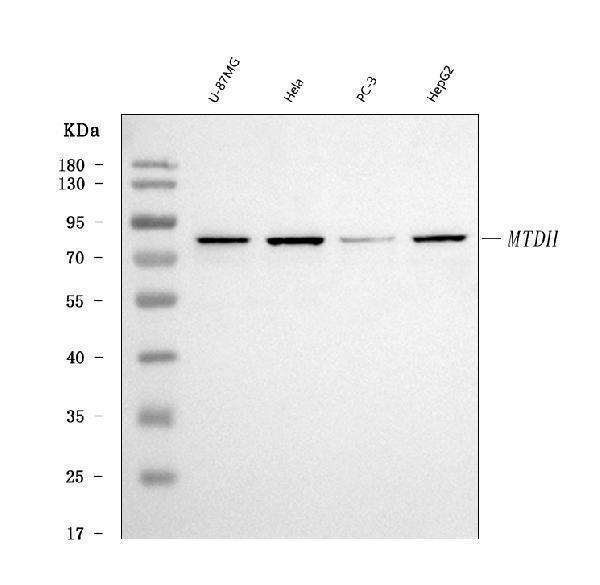  Western blot analysis of LYRIC using anti-LYRIC antibody (M04060-2)