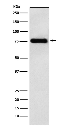 m04060 wb