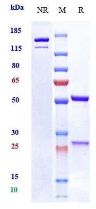 Anti-OSMR Reference Antibody (vixarelimab) on SDS-PAGE under reducing (R) condition