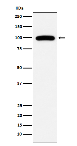 Western blot analysis of CD10 expression in Ramos cell lysate