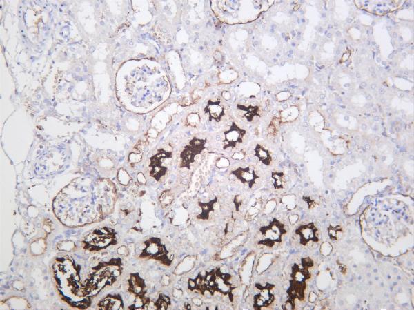 Rat kidney was stained with anti-CD10 rabbit antibody