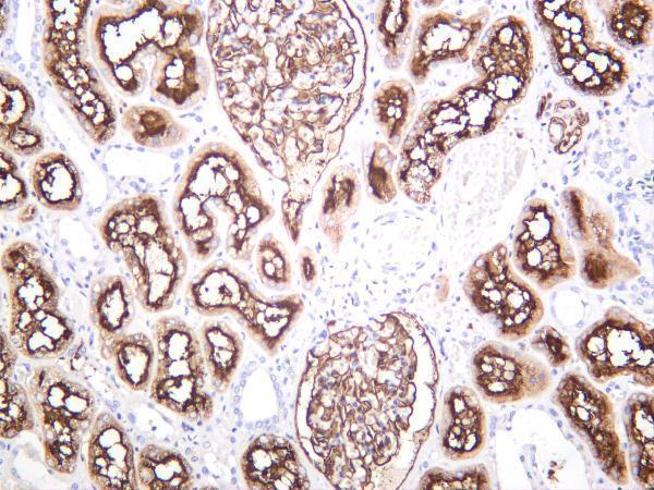 Human kidney was stained with anti-CD10 rabbit antibody
