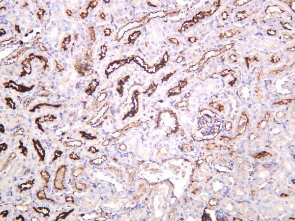 Mouse kidney was stained with anti-CD10 rabbit antibody