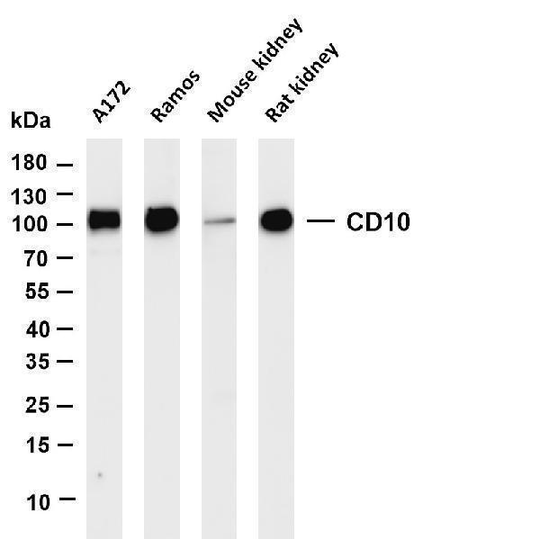 m04065 4 mme primary antibodies wb testing 1