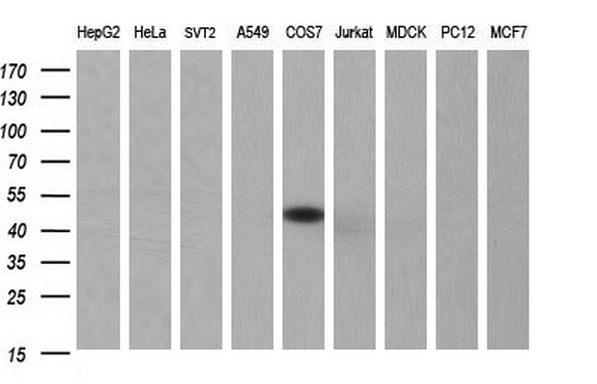 Western blot analysis of extracts (35ug) from 9 different cell lines by using anti-SERPINB3 monoclonal antibody (HepG2: human; HeLa: human; SVT2: mouse; A549: human; COS7: monkey; Jurkat: human; MDCK: canine; PC12: rat; MCF7: human)
