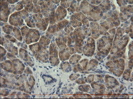 Immunohistochemical staining of paraffin-embedded Human pancreas tissue within the normal limits using anti-SERPINB3 mouse monoclonal antibody
