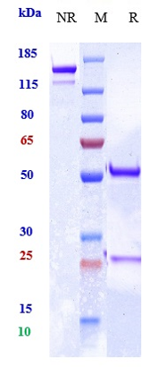 m04070 3 sds page