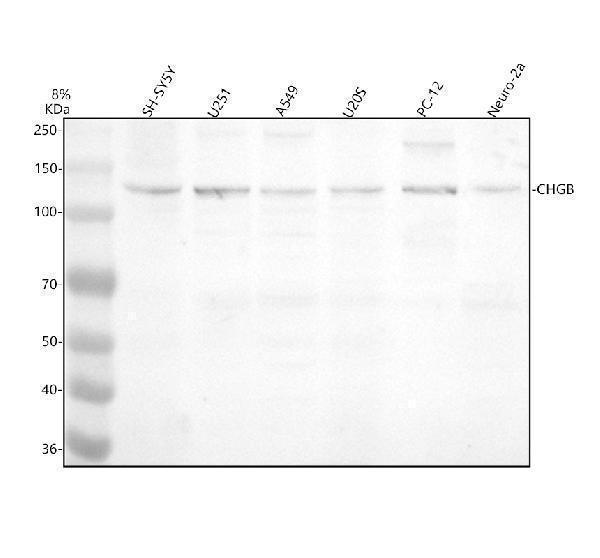 Western blot analysis of Chromogranin B/CHGB  using anti-Chromogranin B/CHGB  antibody (M04073)