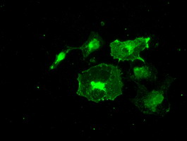 m04075 1 anti frk mouse monoclonal antibody clone id oti6d2 if testing 10
