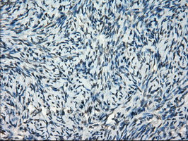 Immunohistochemical staining of paraffin-embedded Human Ovary tissue within the normal limits using anti-FRK mouse monoclonal antibody