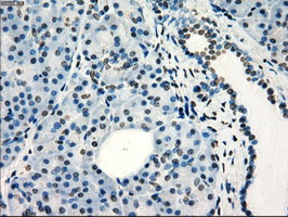 Immunohistochemical staining of paraffin-embedded Human pancreas tissue within the normal limits using anti-FRK mouse monoclonal antibody