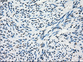 m04075 1 anti frk mouse monoclonal antibody clone id oti6d2 ihc testing 4