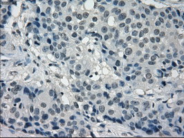 m04075 1 anti frk mouse monoclonal antibody clone id oti6d2 ihc testing 5