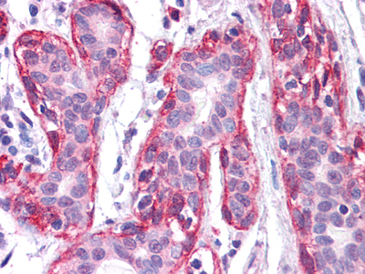 Immunohistochemistry validation of FRK using Anti-Rak FRK Monoclonal Antibody (M04075)