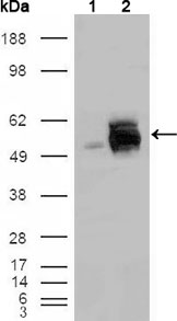 Western blotting validation for Anti-Rak FRK Monoclonal Antibody M04075
Western Blot (WB) analysis using Rak Monoclonal Antibody against HEK293T cells transfected with the pCMV6-ENTRY control (1) and pCMV6-ENTRY Rak cDNA (2)
