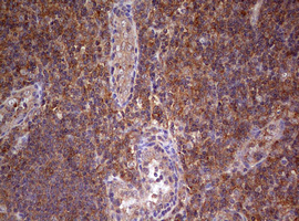 m04080 anti arl3 mouse monoclonal antibody clone id oti1c6 ihc testing 4