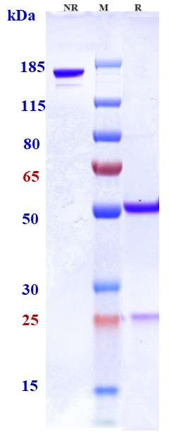 Anti-SLAMF7/CS1 Reference Antibody (azintuxizumAb) on SDS-PAGE under reducing (R) condition