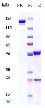 Anti-SLAMF7/CS1 Reference Antibody (elotuzumab) on SDS-PAGE under reducing (R) condition