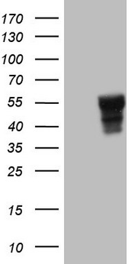 m04083 anti slamf7 mouse monoclonal antibody clone id oti3b3 wb testing 1