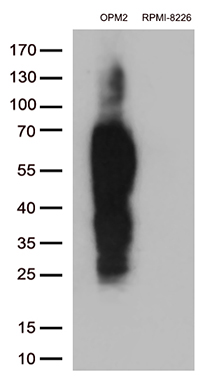 m04083 anti slamf7 mouse monoclonal antibody clone id oti3b3 wb testing 2