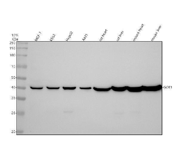 m04085 got1 primary antibodies wb testing 1