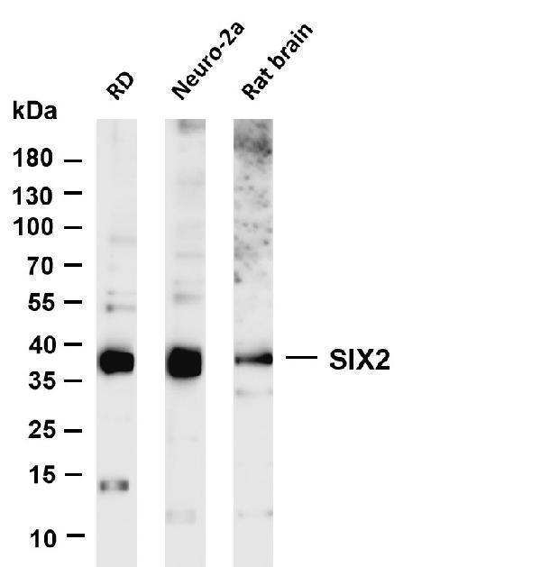 m04092 1 six2 primary antibodies wb testing 1