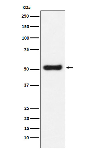 m04094 wb