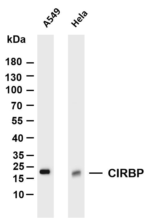 Various whole cell lysates were separated by 4-20% SDS-PAGE, and the membrane was blotted with anti-CIRBP antibody
