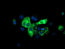 m04104 1 anti spg7 mouse monoclonal antibody clone id oti1c1 if testing 6