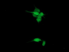 m04104 1 anti spg7 mouse monoclonal antibody clone id oti1c1 if testing 7
