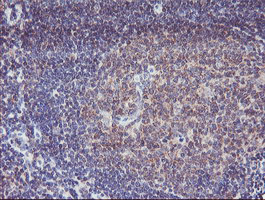 m04104 anti spg7 mouse monoclonal antibody clone id oti1d3 ihc testing 2