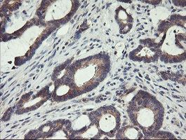 m04104 anti spg7 mouse monoclonal antibody clone id oti1d3 ihc testing 3