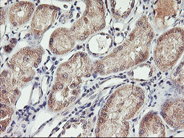 m04104 anti spg7 mouse monoclonal antibody clone id oti1d3 ihc testing 4
