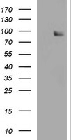 m04104 anti spg7 mouse monoclonal antibody clone id oti1d3 wb testing 1