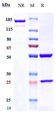 Anti-Alpha-synuclein Reference Antibody (prasinezumab) on SDS-PAGE under reducing (R) condition