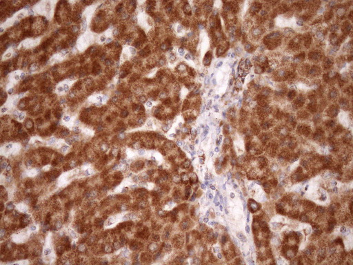 m04108 anti stoml2 mouse monoclonal antibody clone id oti1f5 ihc testing 13